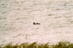 Duck, Eurasian Widgeon, St George Alaska 06-1996 B06P43I01